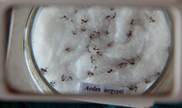 Aedes-arquivo-ag-brasil-1