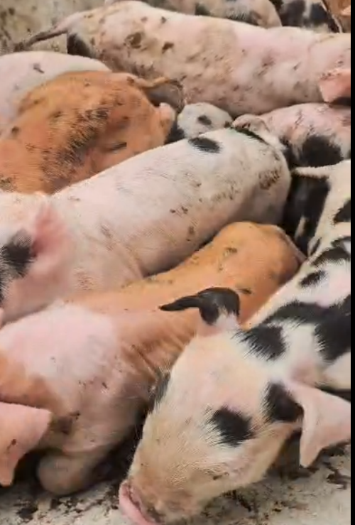 Captura de tela 2026-03-06 152130