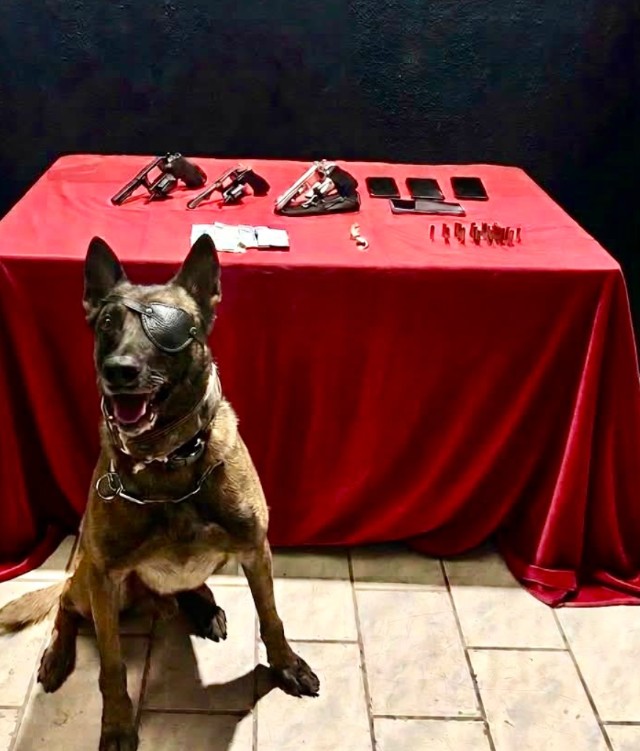 cão farejador