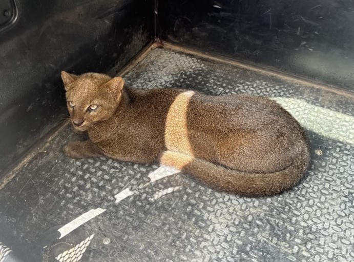 gato